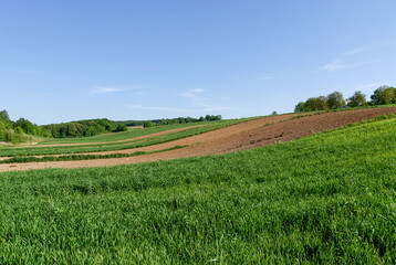 Rural landscape on a sunny summer day, Poland
