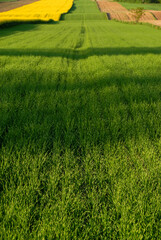 Obraz na płótnie Canvas Green farmland, Landscape with arable fields, Poland