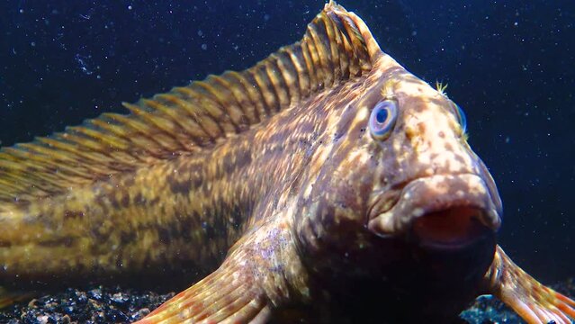 The Rusty blenny or Black Sea blenny (Parablennius sanguinolentus), the fish often breathes with gills, close-up