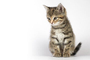 Obraz premium Funny small cute kitten on white background. with copy space