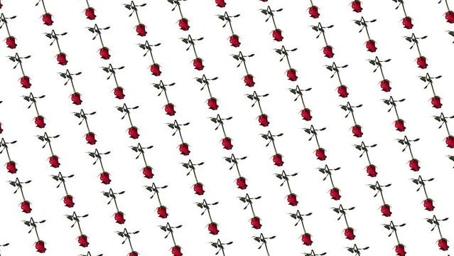 Motion graphics pattern with many beautiful red rose flowers with stem and leaves that wiggle,circular rotation on a white color background. 3 in 1 different sides and size animations for 10 sec. Love