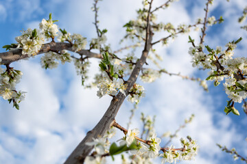 A large plum branch covered with white flowers growing towards the clouds. Spring