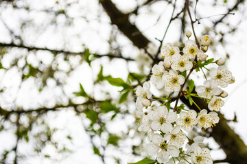 Cherry white flowers on a branch close-up against a pale sky. Selective focus. Spring