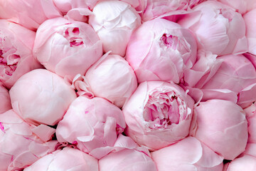 Pink fresh peonies background. Beautiful freshly cut bouquet of peony buds for online store, greeting card, wallpaper. Flower delivery and flower shop concept