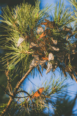 Butterfly colony located in Pacific Grove, CA.