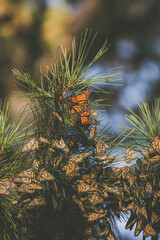 Butterfly colony located in Pacific Grove, CA.