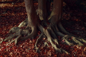 Bare tree roots. Mystical nature.  Fallen leaves.
