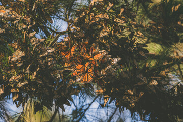 Butterfly colony located in Pacific Grove, CA.