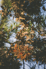 Butterfly colony located in Pacific Grove, CA.