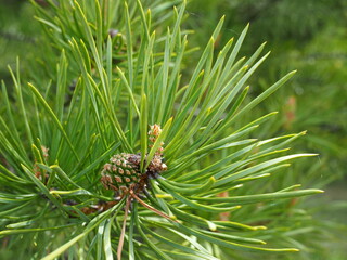 small young pinecone on a pine tree.