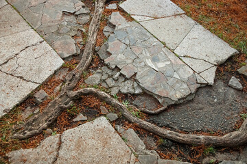 The root of the tree destroyed the stone path. Nature and man.