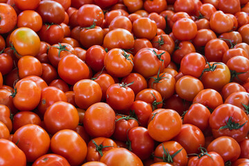 Tomatoes background. Fresh Tomatoes variety grown in the shop. Tomatoes for salad, entree and soup