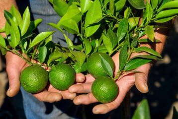 A man holds green citrus fruits in his hands , hands close - up