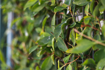 Obraz premium Close-up of a beautiful fresh bush branch with green leaves, soft focus