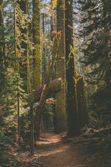 Scenery located in Yosemite National Park.