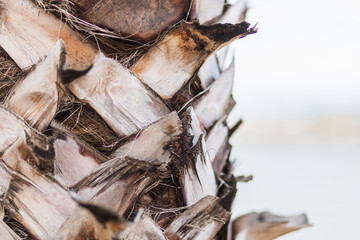 close-up of the trunk of an adult palm tree