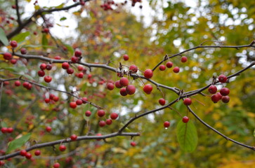 Red little Paradise apples on branch after the rain.Photo outdoors. Autumn  wild nature photo