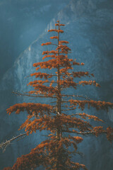 Scenery located in Yosemite National Park.