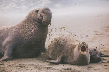 Elephant seal behavior seen in San Simeon, CA.