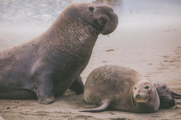 Elephant seal behavior seen in San Simeon, CA.