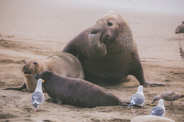 Elephant seal behavior seen in San Simeon, CA.