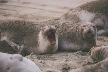 Elephant seal behavior seen in San Simeon, CA.