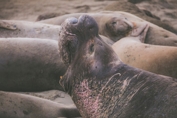 Elephant seal behavior seen in San Simeon, CA.