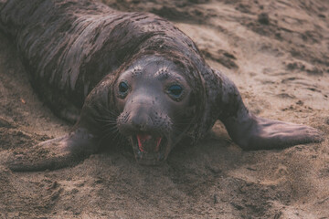 Elephant seal behavior seen in San Simeon, CA.