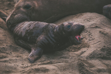 Elephant seal behavior seen in San Simeon, CA.