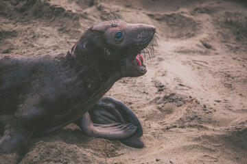 Elephant seal behavior seen in San Simeon, CA.