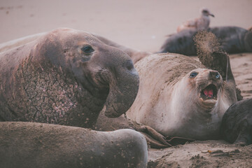 Elephant seal behavior seen in San Simeon, CA.