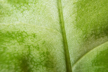Green leaf macro photography microscope mode