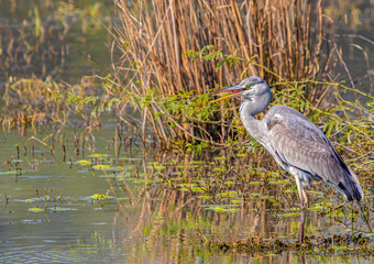 A Grey Heron with injured tongue