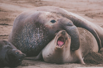 Elephant seal behavior seen in San Simeon, CA.