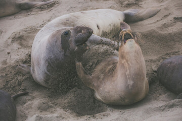 Elephant seal behavior seen in San Simeon, CA.