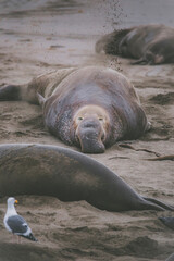 Elephant seal behavior seen in San Simeon, CA.