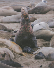 Elephant seal behavior seen in San Simeon, CA.