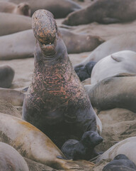 Elephant seal behavior seen in San Simeon, CA.