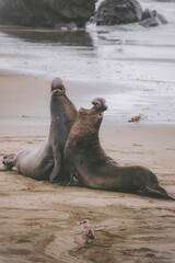 Elephant seal behavior seen in San Simeon, CA.