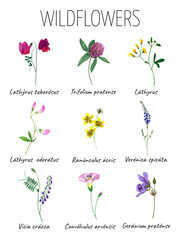 Watercolor wildflowers poster on white background. Design for print.
