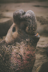 Elephant seal behavior seen in San Simeon, CA.