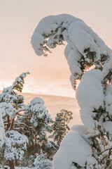 Spruces and pines are covered with snow against the sky..  Winter, evening landscape. Nature of Scandinavia, Finland. Christmas card, there is a place for text © M.V.schiuma
