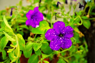 Garden flowers in the summer rays of the sun.