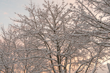 Winter, evening landscape. Nature of Scandinavia, Finland
