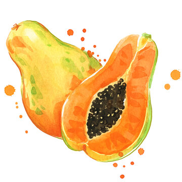 Sweet juicy watercolor papaya hand painted