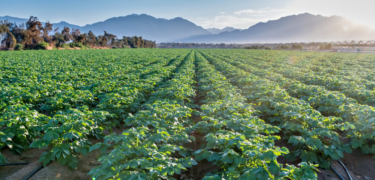 Morning on field with potato plants and system of irrigation. The photo depicts GMO free advanced agriculture industry in desert and arid areas of the Middle East