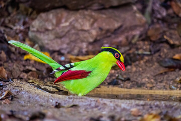 Deep green Common green magpie stair at us at Kengkrajarn national park