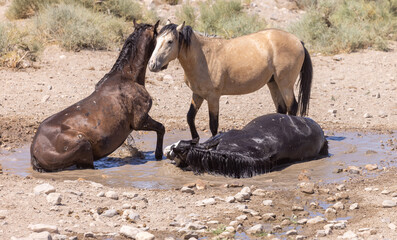 Wild Horses at a Utah Desert Waterhole in Summer