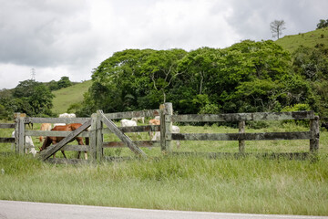 Linda paisagem da natureza com fundo para gados e planta&ccedil;&atilde;o.