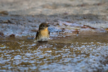 Tickell's Blue Flycatcher (Cyornis tickelliae) Swimming